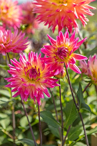 CLOSE_UP_PLANT_PORTRAIT_OF_THE_FLOWER_OF_THE_PINK_ORANGE_YELLOW_FLOWER_OF_DAHLIA_BUGA_MUNCHEN_FLOWER