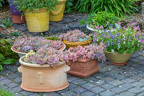 PETTIFERS_OXFORDSHIRE_PATIO_TERRACE_PAVED_CONTAINERS_PLANTED_WITH_SUCCULENTS_ENGLISH_COUNTRY_GARDEN_