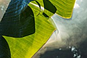 CLOSE UP PLANT PORTRAIT OF THE BANANA LEAVES IN EARLY MORNING WITH MIST RISING OFF SURFACE. EARLY, MORNING, SUNLIGHT