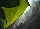 CLOSE UP PLANT PORTRAIT OF THE BANANA LEAVES IN EARLY MORNING WITH MIST RISING OFF SURFACE. EARLY, MORNING, SUNLIGHT