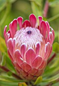 CLOSE UP PLANT PORTRAIT OF THE PINK FLOWER OF A PINK PROTEA - PROTEA PINK ICE. FLOWERS, PETALS, EXOTIC, TROPICAL, SUMMER