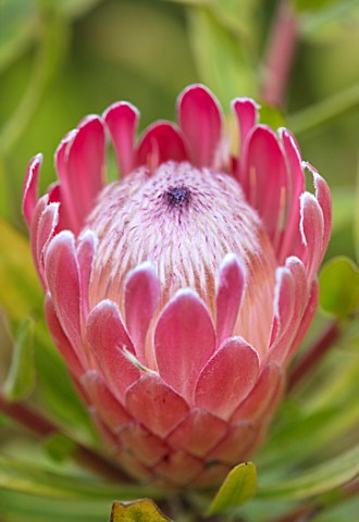 CLOSE_UP_PLANT_PORTRAIT_OF_THE_PINK_FLOWER_OF_A_PINK_PROTEA__PROTEA_PINK_ICE_FLOWERS_PETALS_EXOTIC_T
