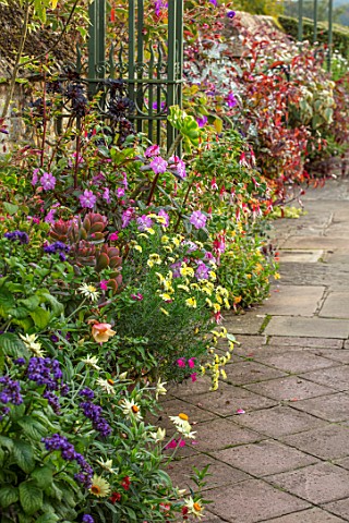 BOURTON_HOUSE_GARDEN_GLOUCESTERSHIRE_POTTED_EXOTIC_PLANTS_IN_CONTAINERS_BESIDE_WALL_PATH_LATE_SUMMER