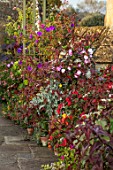 BOURTON HOUSE GARDEN, GLOUCESTERSHIRE: CONTAINERS AGAINST WALL PLANTED WITH EXOTICS. FUCHSIA OBERGARTNER KOCH, TIBOUCHINA, LATE, SUMMER, AUTUMN