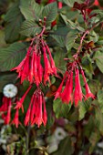 BOURTON HOUSE GARDEN, GLOUCESTERSHIRE: CLOSE UP PLANT PORTRAIT OF RED FLOWERS OF FUCHSIA OBERGARTNER KOCH, LATE, FLOWERING, PERENNIALS, FLOWERS, FALL, BLOOMS