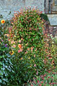 FORDE ABBEY, SOMERSET: THE VEGETABLE GARDEN, POTAGER. BORDER WITH TRIPOD OF IPOMOEA LOBATA, FLOWERS, FLOWERING, OCTOBER, AUTUMN, CLIMBERS, CLIMBING, ANNUALS, RED, YELLOW