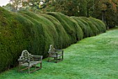 FORDE ABBEY, SOMERSET: WOODEN BENCHES, CHAIRS BESIDE CLIPPED TOPIARY YEW HEDGE. AUTUMN, OCTOBER. ENGLISH, COUNTRY, GARDEN