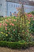 FORDE ABBEY, SOMERSET: THE VEGETABLE GARDEN, POTAGER. BORDER WITH TRIPOD OF IPOMOEA LOBATA, FLOWERS, FLOWERING, OCTOBER, AUTUMN, CLIMBERS, CLIMBING, ANNUALS, RED, YELLOW