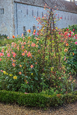 FORDE_ABBEY_SOMERSET_THE_VEGETABLE_GARDEN_POTAGER_BORDER_WITH_TRIPOD_OF_IPOMOEA_LOBATA_FLOWERS_FLOWE