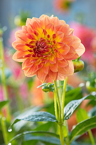 FORDE_ABBEY_SOMERSET_CLOSE_UP_PLANT_PORTRAIT_OF_THE_YELLOW_ORNAGE_FLOWERS_OF_DAHLIA_FLOWERING_OCTOBE