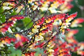 FORDE ABBEY, SOMERSET: CLOSE UP PLANT PORTRAIT OF THE RED, YELLOW FLOWERS OF IPOMOEA LOBATA, FLOWERS, FLOWERING, OCTOBER, AUTUMN, CLIMBERS, CLIMBING, ANNUALS