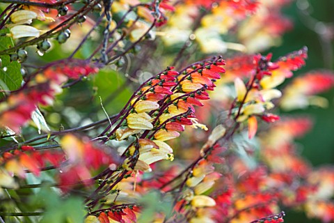 FORDE_ABBEY_SOMERSET_CLOSE_UP_PLANT_PORTRAIT_OF_THE_RED_YELLOW_FLOWERS_OF_IPOMOEA_LOBATA_FLOWERS_FLO
