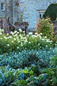 FORDE ABBEY, SOMERSET: THE VEGETABLE GARDEN, POTAGER. WHITE CLEOMES, SPIDER PLANT, CABBAGES, LEEKS, ROWS, OCTOBER, AUTUMN, VEGETABLES