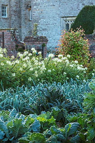 FORDE_ABBEY_SOMERSET_THE_VEGETABLE_GARDEN_POTAGER_WHITE_CLEOMES_SPIDER_PLANT_CABBAGES_LEEKS_ROWS_OCT