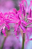 FORDE ABBEY, SOMERSET: CLOSE UP PLANT PORTRAIT OF THE PINK FLOWERS OF NERINE BOWDENII ISABEL. FLOWERING, OCTOBER, AUTUMN, ANNUALS, FALL, BULBS