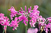 FORDE ABBEY, SOMERSET: CLOSE UP PLANT PORTRAIT OF THE PINK FLOWERS OF NERINE BOWDENII ISABEL. FLOWERING, OCTOBER, AUTUMN, ANNUALS, FALL, BULBS