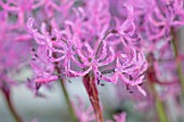 FORDE ABBEY, SOMERSET: CLOSE UP PLANT PORTRAIT OF THE PINK FLOWERS OF NERINE BOWDENII UNDULATA. FLOWERING, OCTOBER, AUTUMN, ANNUALS, FALL, BULBS