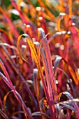 FORDE ABBEY, SOMERSET: CLOSE UP PLANT PORTRAIT OF THE DARK, RED, ORANGE FOLIAGE, LEAVES OF IMPERATA CYLINDRICA RUBRA. OCTOBER, AUTUMN, ANNUALS, FALL, GRASSES