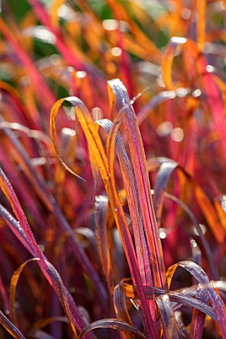 FORDE_ABBEY_SOMERSET_CLOSE_UP_PLANT_PORTRAIT_OF_THE_DARK_RED_ORANGE_FOLIAGE_LEAVES_OF_IMPERATA_CYLIN