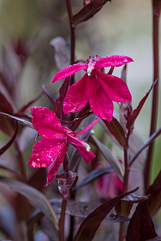 FORDE_ABBEY_SOMERSET_CLOSE_UP_PLANT_PORTRAIT_OF_THE_DARK_DEEP_PINK_FLOWERS_OF_LOBELIA_RUSSIAN_PRINCE