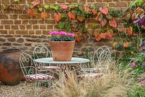 THE_CONIFERS_OXFORDSHIRE_COURTYARD_GARDEN_TABLE_CHAIRS_CUSHIONS_CONTAINER_WITH_CYCLAMEN_ROSE_WALL_VI