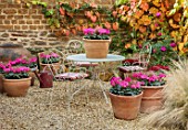 THE CONIFERS, OXFORDSHIRE: COURTYARD GARDEN IN AUTUMN, FALL. TABLE, CHAIRS, TERRACOTTA CONTAINERS, CYCLAMEN ROSE, GRAVEL, PATIO, ENTERTAINING