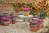 THE CONIFERS, OXFORDSHIRE: COURTYARD GARDEN IN AUTUMN, FALL. TABLE, CHAIRS, TERRACOTTA CONTAINERS, CYCLAMEN ROSE, GRAVEL, PATIO, ENTERTAINING