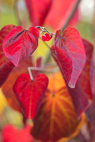 BLUEBELL_ARBORETUM_AND_NURSERY_DERBYSHIRE_CLOSE_UP_PLANT_PORTRAIT_OF_THE_RED_LEAVES_OF_CERCIS_CANADE