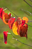 BLUEBELL ARBORETUM AND NURSERY, DERBYSHIRE: CLOSE UP PLANT PORTRAIT OF THE RED LEAVES OF CERCIS CANADENSIS MERLOT. FALL, AUTUMN, AUTUMNAL, TREES, SHRUBS