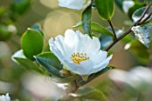 BLUEBELL ARBORETUM AND NURSERY, DERBYSHIRE: CLOSE UP PLANT PORTRAIT OF THE WHITE, YELLOW  FLOWERS OF CAMELLIA SASANQUA KENKAYO. FALL, AUTUMN, AUTUMNAL, TREES, SHRUBS