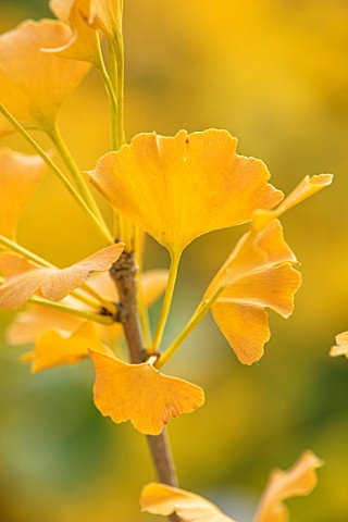 BLUEBELL_ARBORETUM_AND_NURSERY_DERBYSHIRE_CLOSE_UP_PLANT_PORTRAIT_OF_THE_YELLOW_LEAVES_OF_GINGKO_BIL