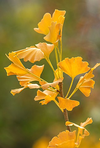 BLUEBELL_ARBORETUM_AND_NURSERY_DERBYSHIRE_CLOSE_UP_PLANT_PORTRAIT_OF_THE_YELLOW_LEAVES_OF_GINGKO_BIL
