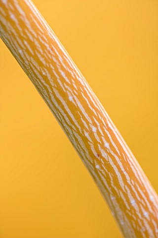 BLUEBELL_ARBORETUM_AND_NURSERY_DERBYSHIRE_CLOSE_UP_PLANT_PORTRAIT_OF_YELLOW_WHITE_STRIPED_BARK_OF_AC