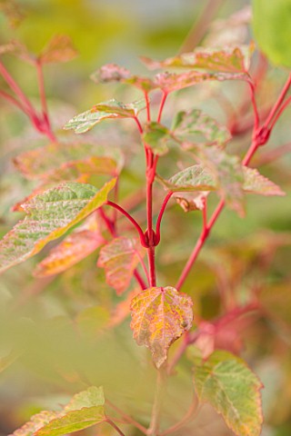 BLUEBELL_ARBORETUM_AND_NURSERY_DERBYSHIRE_CLOSE_UP_PLANT_PORTRAIT_OF_RED_BARK_OF_ACER_X_CONSPICUUM_R