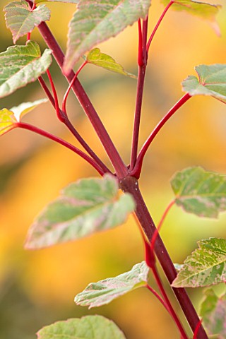 BLUEBELL_ARBORETUM_AND_NURSERY_DERBYSHIRE_CLOSE_UP_PLANT_PORTRAIT_OF_RED_BARK_OF_ACER_X_CONSPICUUM_R
