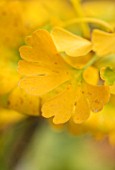 BLUEBELL ARBORETUM AND NURSERY, DERBYSHIRE: CLOSE UP PLANT PORTRAIT OF YELLOW LEAVES OF GINGKO BILOBA LANDLIEBE. FALL, AUTUMN, AUTUMNAL