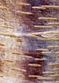 BLUEBELL ARBORETUM AND NURSERY, DERBYSHIRE: CLOSE UP PLANT PORTRAIT OF THE BROWN, COPPER, PINK, CREAM, BARK OF BETULA ERMANII MT ZAO PURPLE, TREES, TRUNKS, AUTUMNAL, FALL, ABSTRACT
