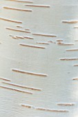 BLUEBELL ARBORETUM AND NURSERY, DERBYSHIRE: CLOSE UP PLANT PORTRAIT OF CREAM, WHITE BARK OF BETULA UTILIS SUBSP. JACQUEMONTII KNIGHTSHAYES, TREES, TRUNKS, AUTUMNAL, FALL, ABSTRACT