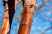 BLUEBELL ARBORETUM AND NURSERY, DERBYSHIRE: CLOSE UP PLANT PORTRAIT OF PINK, BROWN BARK OF BETULA ALBOSINENSIS CHINA RUBY, TREES, TRUNKS, AUTUMNAL, FALL, BLUE, SKY