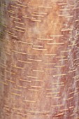 BLUEBELL ARBORETUM AND NURSERY, DERBYSHIRE: CLOSE UP PLANT PORTRAIT OF PINK, BROWN BARK OF BETULA ALBOSINENSIS CHINA RUBY, TREES, TRUNKS, AUTUMNAL, FALL, ABSTRACT