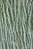 BLUEBELL ARBORETUM AND NURSERY, DERBYSHIRE: CLOSE UP PLANT PORTRAIT OF GREEN, WHITE STRIPED BARK, ACER DAVIDII. FALL, AUTUMN, AUTUMNAL, TRUNKS, MAPLES, SNAKEBARK. STRIPES, ABSTRACT