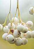 BLUEBELL ARBORETUM AND NURSERY, DERBYSHIRE: CLOSE UP PLANT PORTRAIT OF THE WHITE BERRIES OF SORBUS EBURNEA. COMPACT, ROWAN, TREES, SHRUBS, OCTOBER, FALL, AUTUMNAL, FRUITS