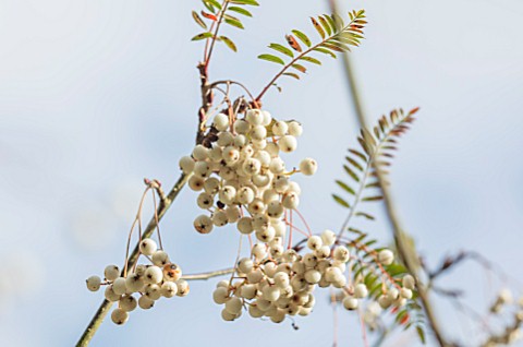 BLUEBELL_ARBORETUM_AND_NURSERY_DERBYSHIRE_CLOSE_UP_PLANT_PORTRAIT_OF_THE_WHITE_BERRIES_OF_SORBUS_EBU