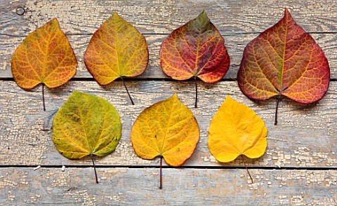 STILL_LIFE_ARRANGEMENT_OF_AUTUMN_FALL_LEAVES_OF_CERCIS_CANADENSIS_RUBY_FALLS_LEAVES_SHRUBS_COLOUR_OC