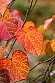 CLOSE UP PLANT PORTRAIT OF THE RED LEAVES OF CERCIS CANADENSIS RUBY FALLS. FALL, LEAVES, AUTUMN, OCTOBER, SHRUBS, TREEES, FOLIAGE