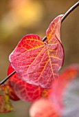 CLOSE UP PLANT PORTRAIT OF THE RED LEAVES OF CERCIS CANADENSIS RUBY FALLS. FALL, LEAVES, AUTUMN, OCTOBER, SHRUBS, TREEES, FOLIAGE