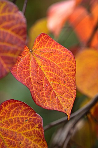 CLOSE_UP_PLANT_PORTRAIT_OF_THE_RED_LEAVES_OF_CERCIS_CANADENSIS_RUBY_FALLS_FALL_LEAVES_AUTUMN_OCTOBER