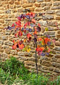 CERCIS CANADENSIS RUBY FALLS. FALL, LEAVES, AUTUMN, OCTOBER, SHRUBS, TREEES, FOLIAGE