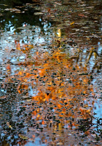 MORTON_HALL_WORCESTERSHIRE_AUTUMN_FALL_AUTUMN_TREE_REFLECTIONS_IN_LOWER_POND_IN_STROLL_GARDEN_AUTUMN
