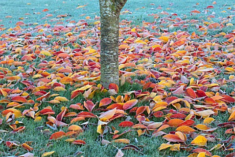 MORTON_HALL_WORCESTERSHIRE_AUTUMN_FALL_FALLEN_LEAVES_OF_PRUNUS_TAIHAKU_FROST_FROSTY_AUTUMNAL_GRASS_N